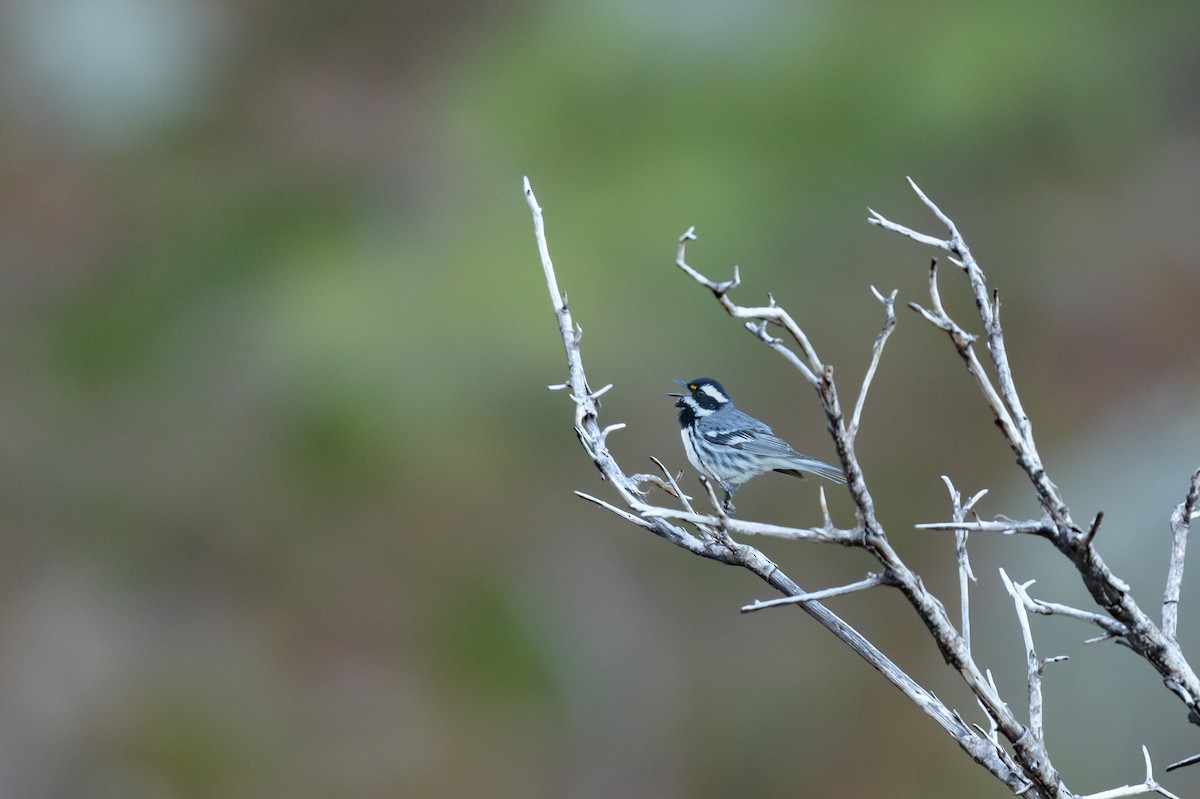 Black-throated Gray Warbler - ML618296264