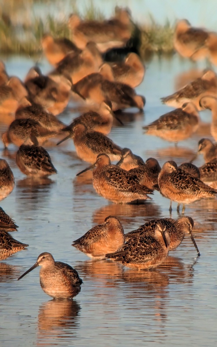 Long-billed Dowitcher - Kristin Purdy