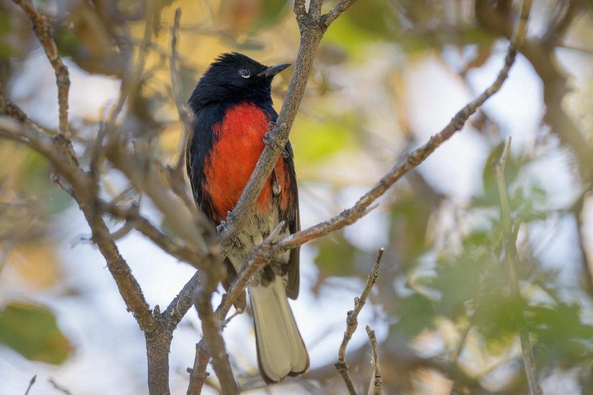 Painted Redstart - Michael Smith