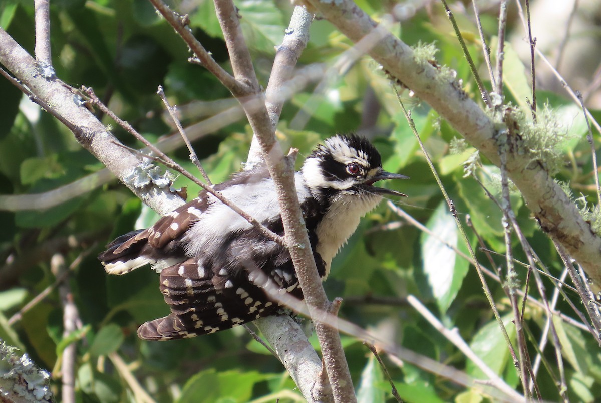 Downy Woodpecker - Susan Pepper