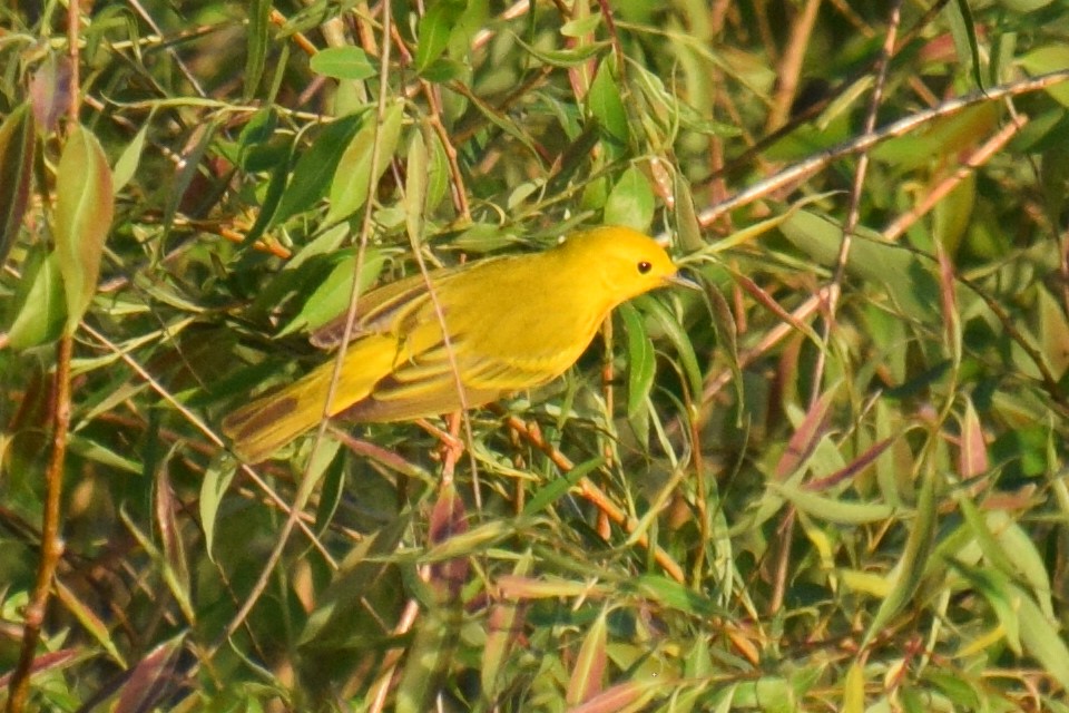 Yellow Warbler - Sandy Dion