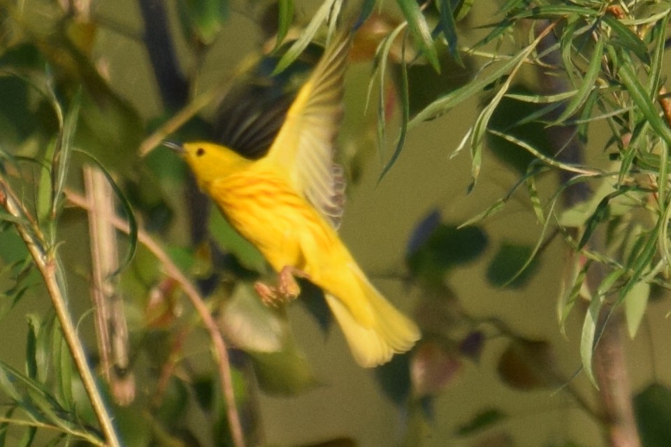 Yellow Warbler - Sandy Dion