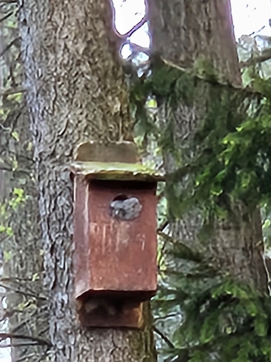 Eastern Screech-Owl - Indiana Atlasers