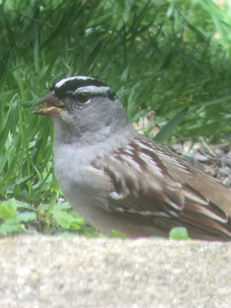 White-crowned Sparrow - ML618296343
