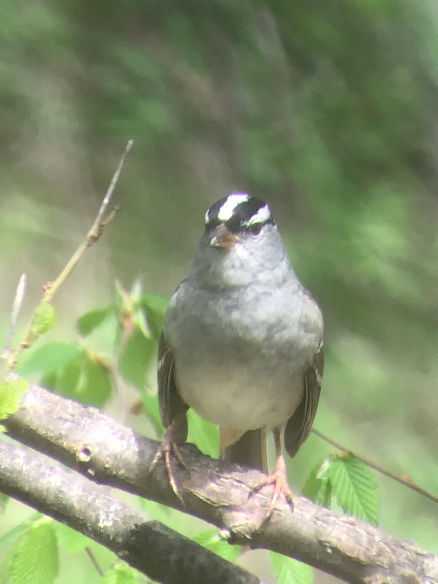 White-crowned Sparrow - ML618296344