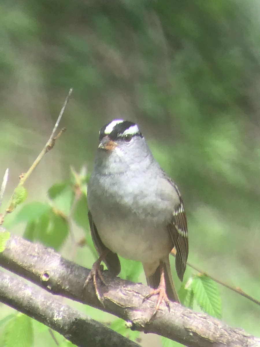 White-crowned Sparrow - ML618296345