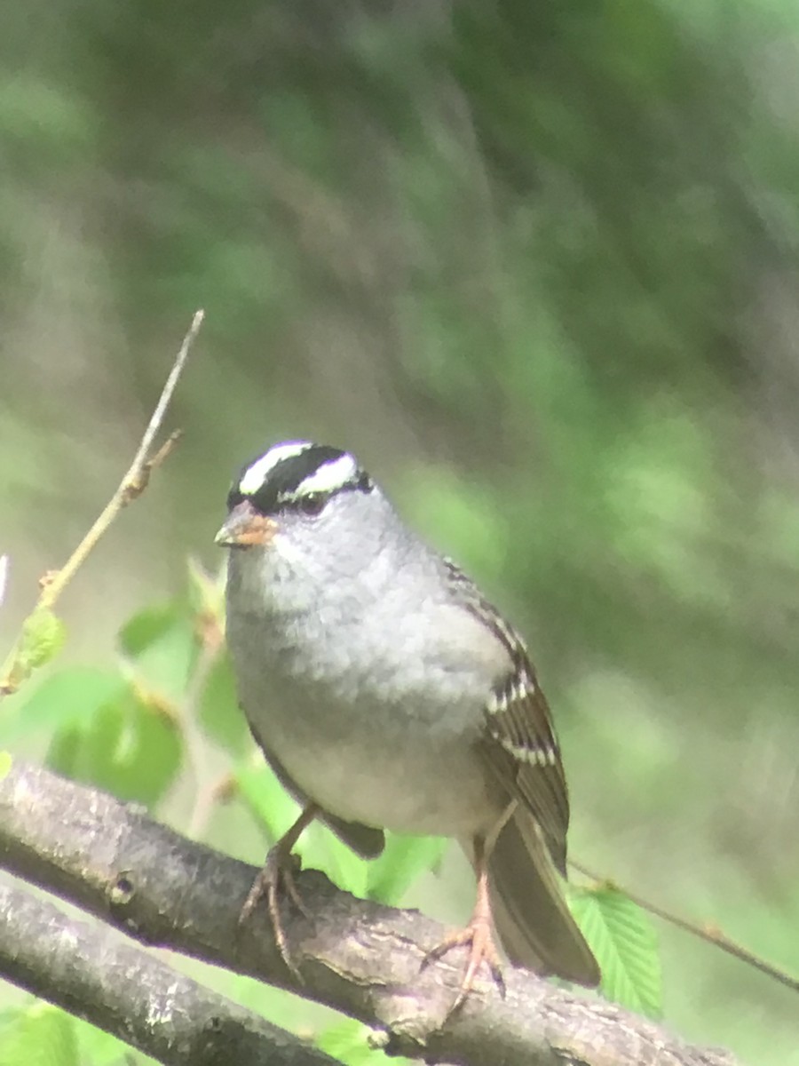 White-crowned Sparrow - ML618296346