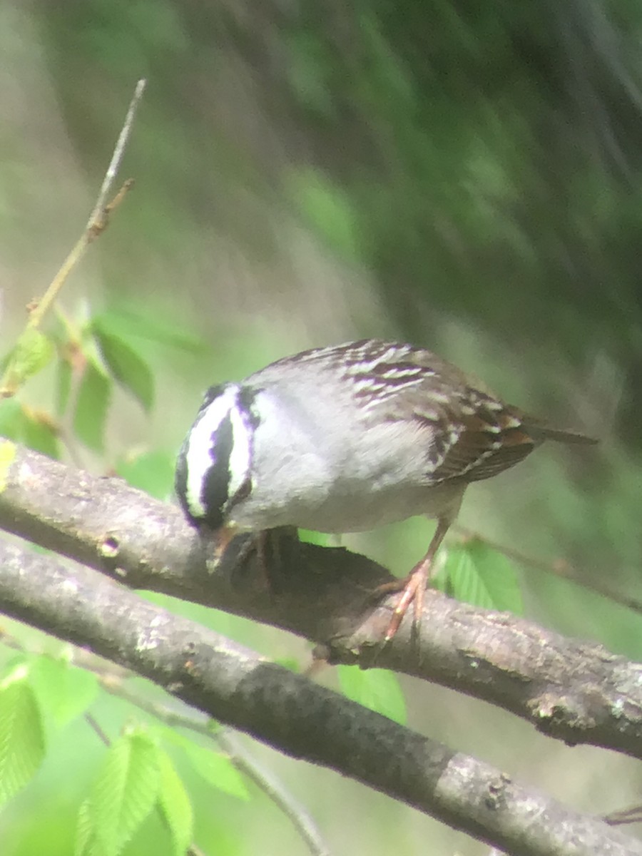 White-crowned Sparrow - ML618296347