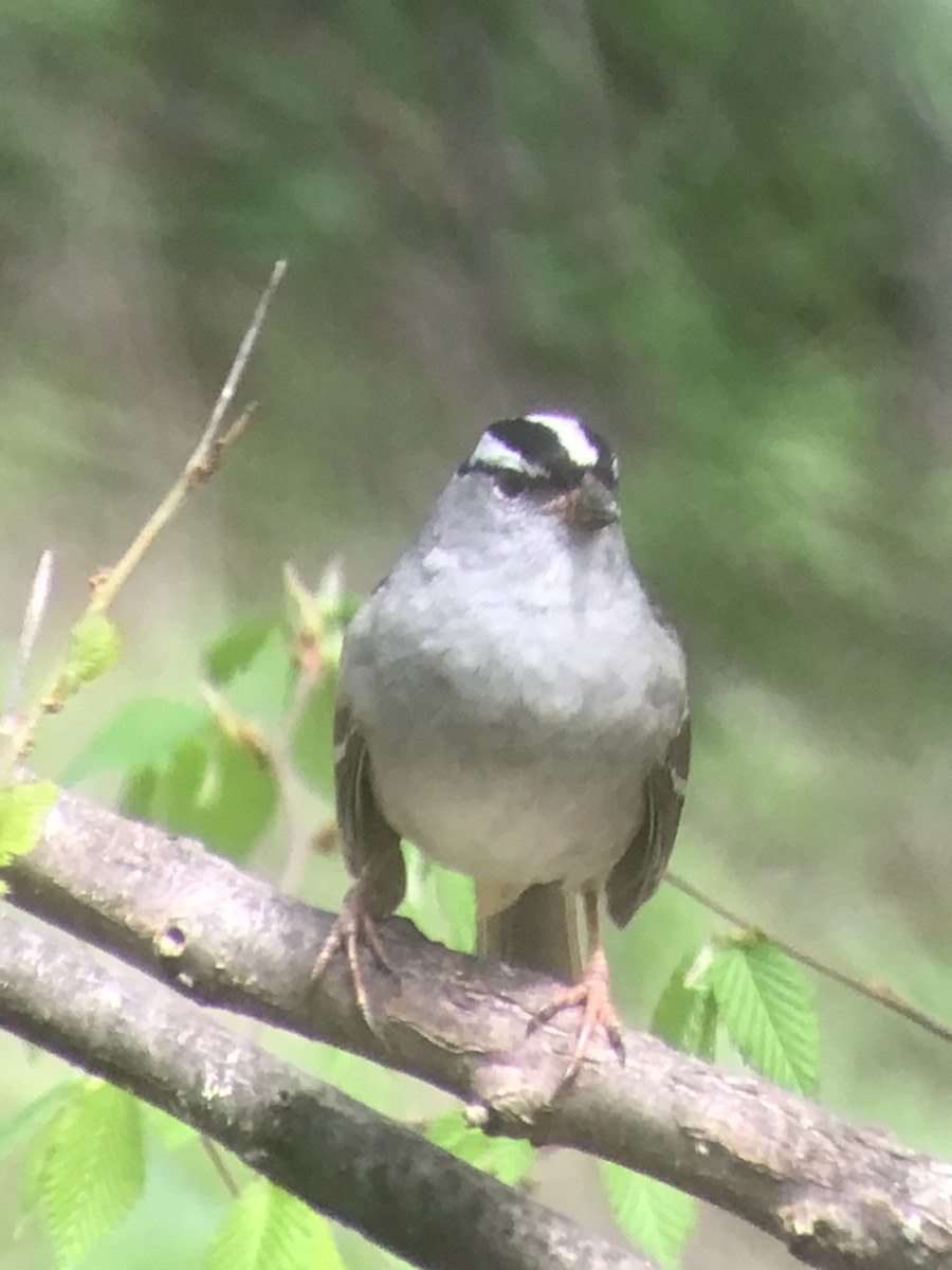 White-crowned Sparrow - ML618296349