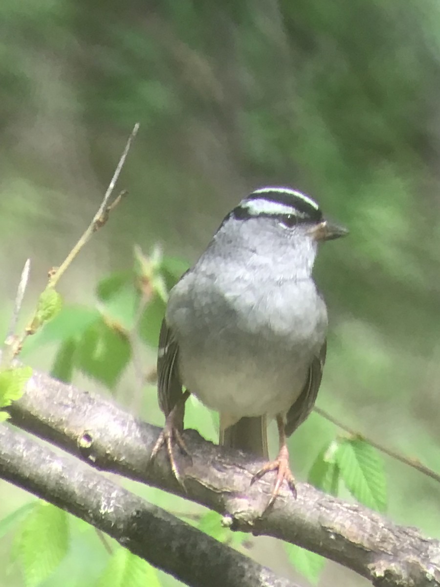 White-crowned Sparrow - ML618296350