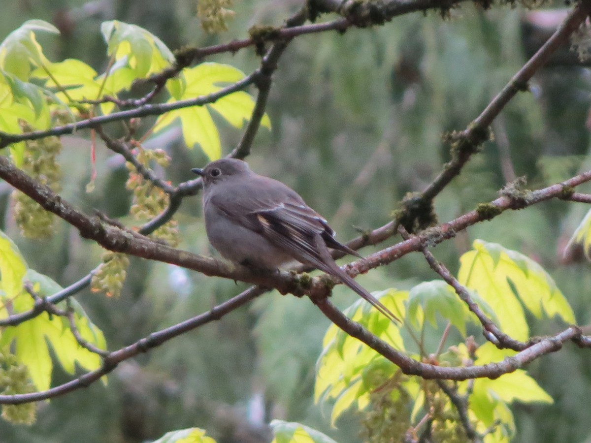 Townsend's Solitaire - ML618296376