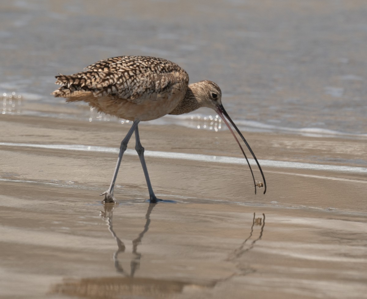 Long-billed Curlew - ML618296389