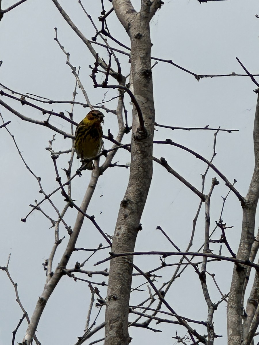 Cape May Warbler - ML618296392