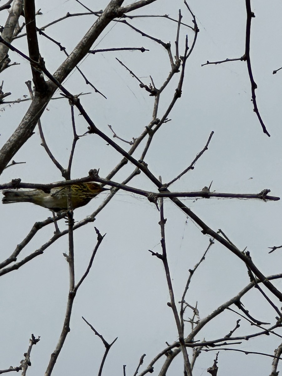 Cape May Warbler - ML618296394