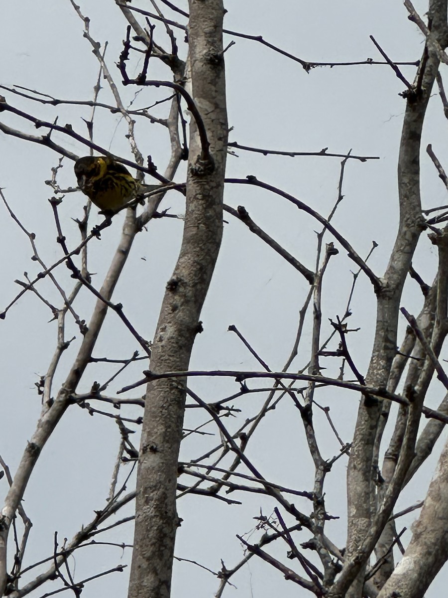 Cape May Warbler - ML618296395