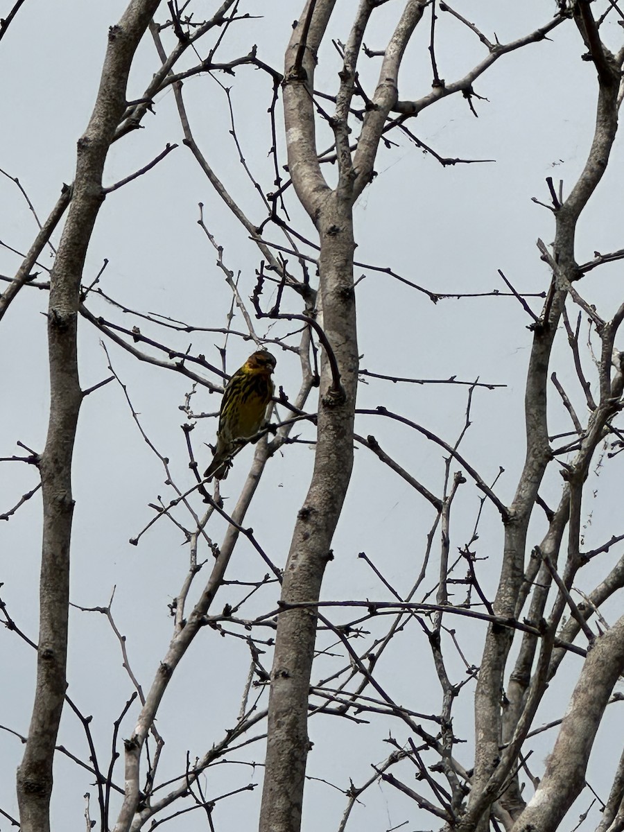 Cape May Warbler - ML618296396