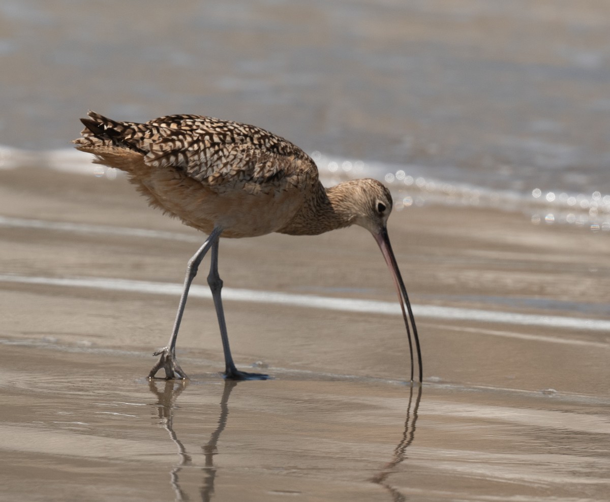 Long-billed Curlew - ML618296400