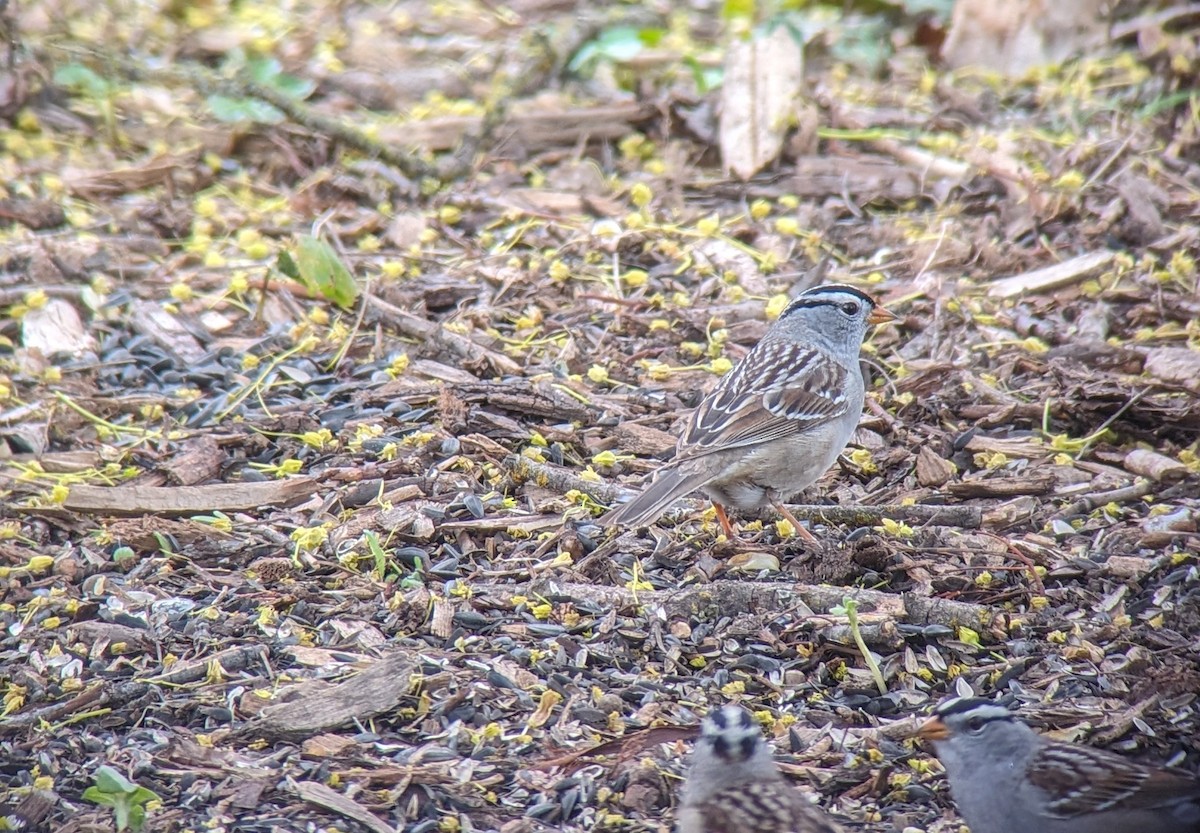 White-crowned Sparrow - ML618296402
