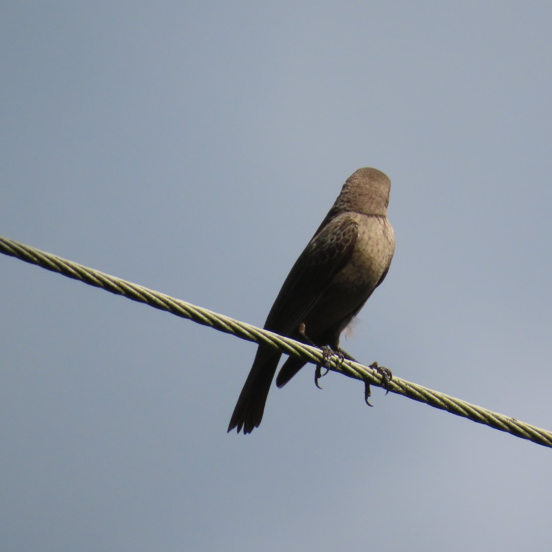Brown-headed Cowbird - ML618296408