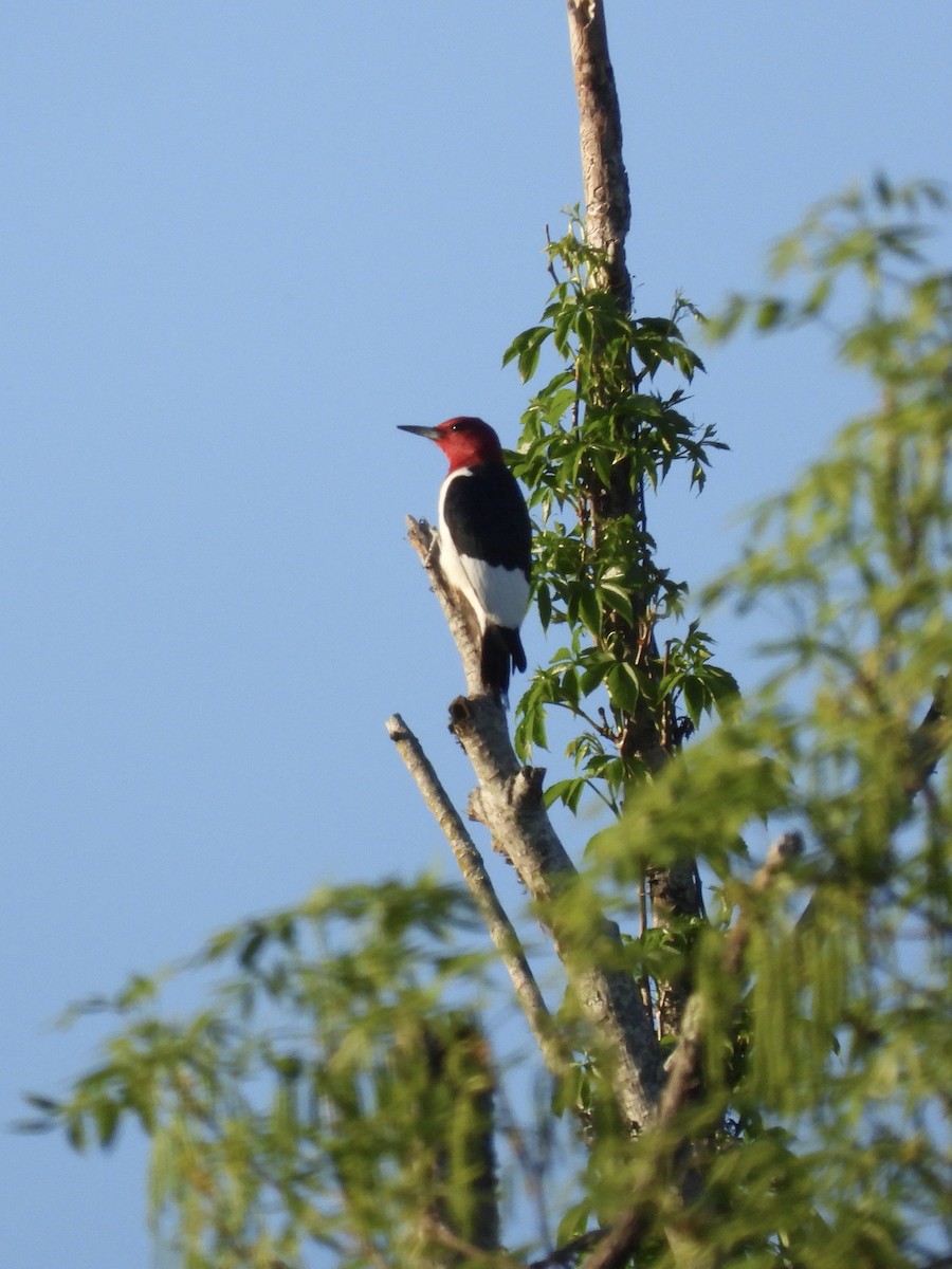Red-headed Woodpecker - Tracy Mosebey