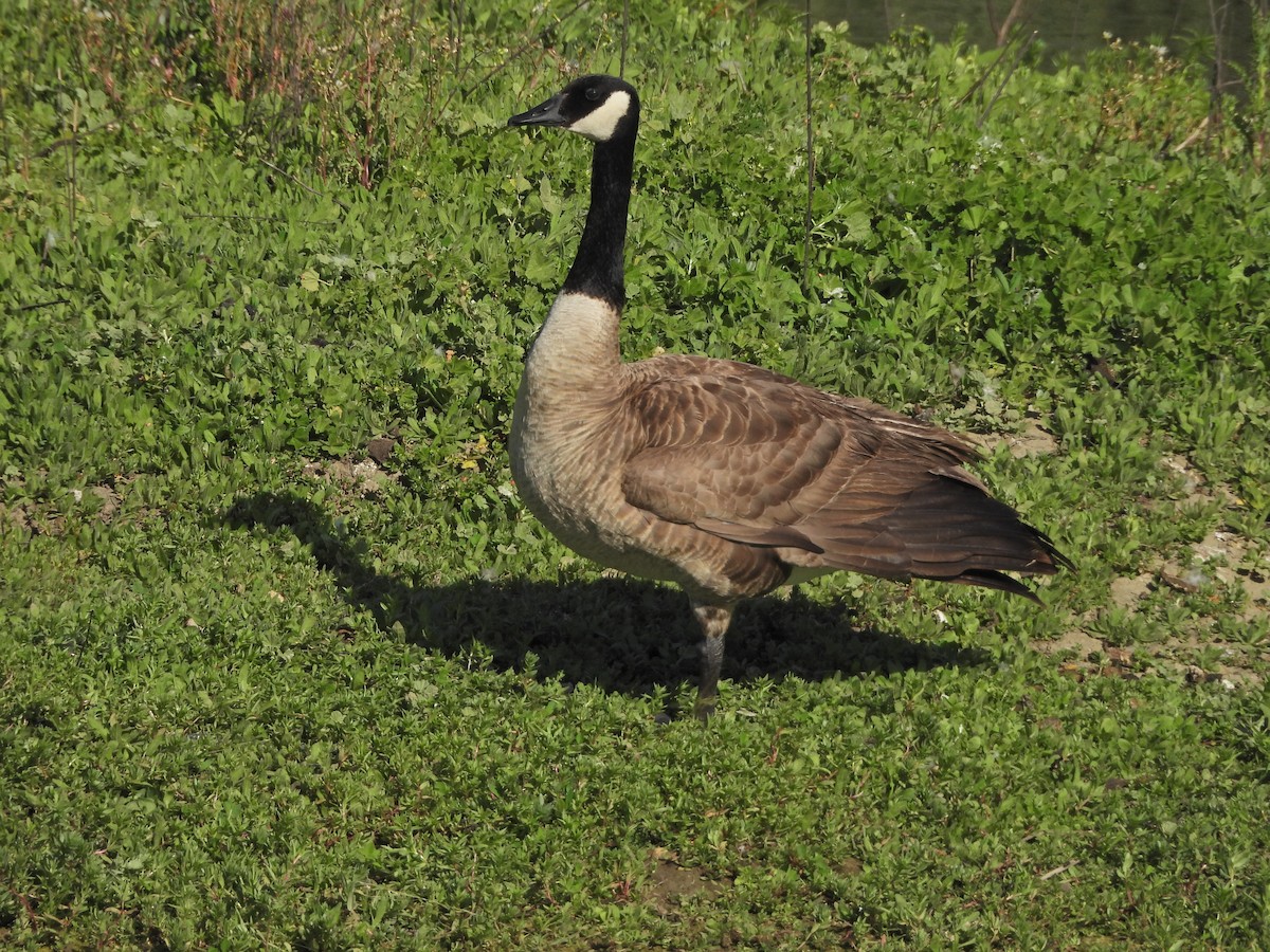 Canada Goose - Forest Chapman