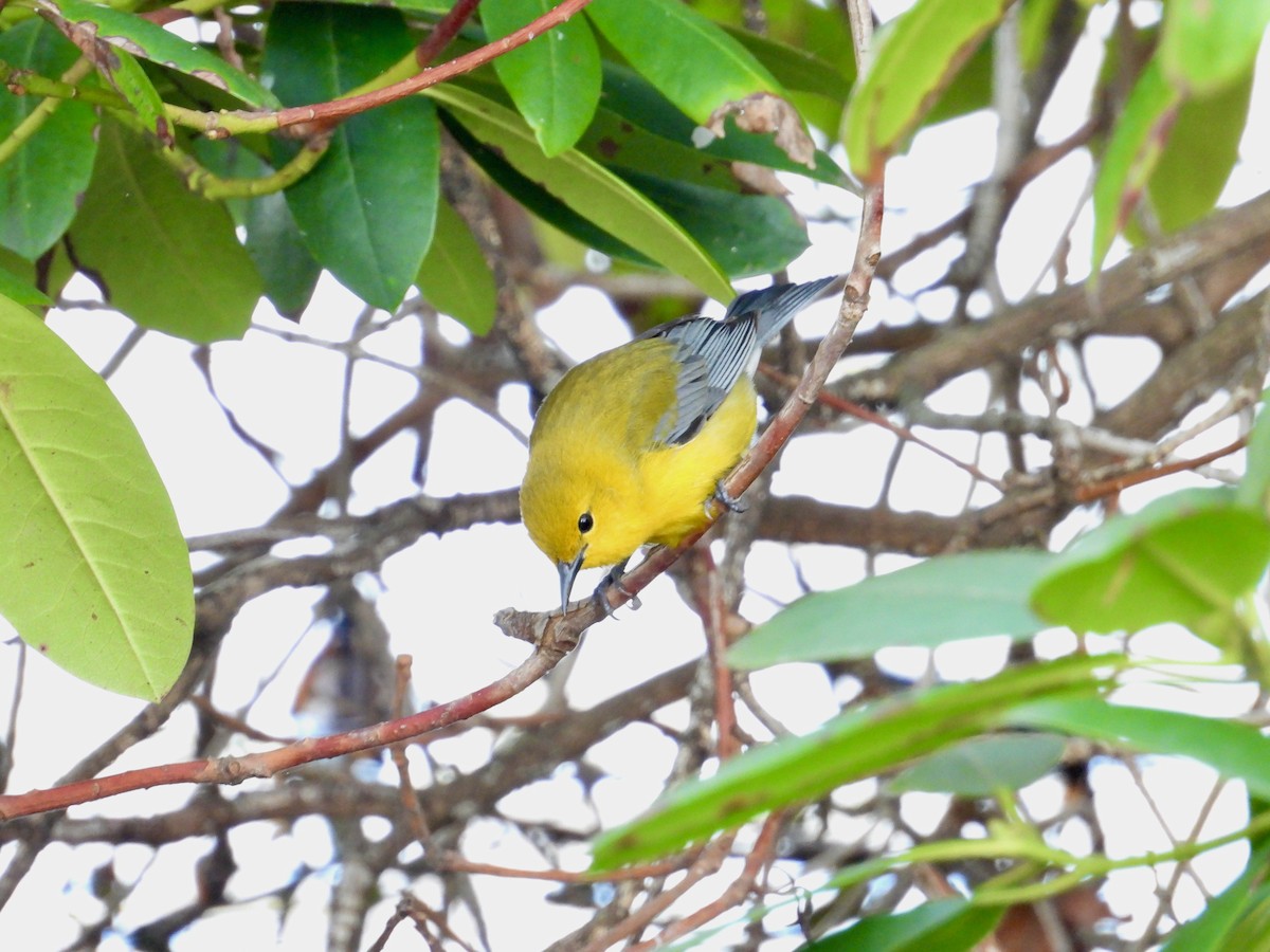 Prothonotary Warbler - ML618296466