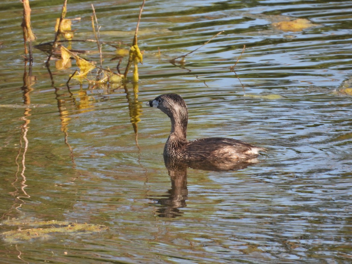 Pied-billed Grebe - Forest Chapman