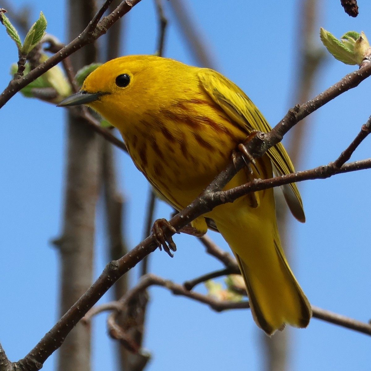 Yellow Warbler (Northern) - ML618296489