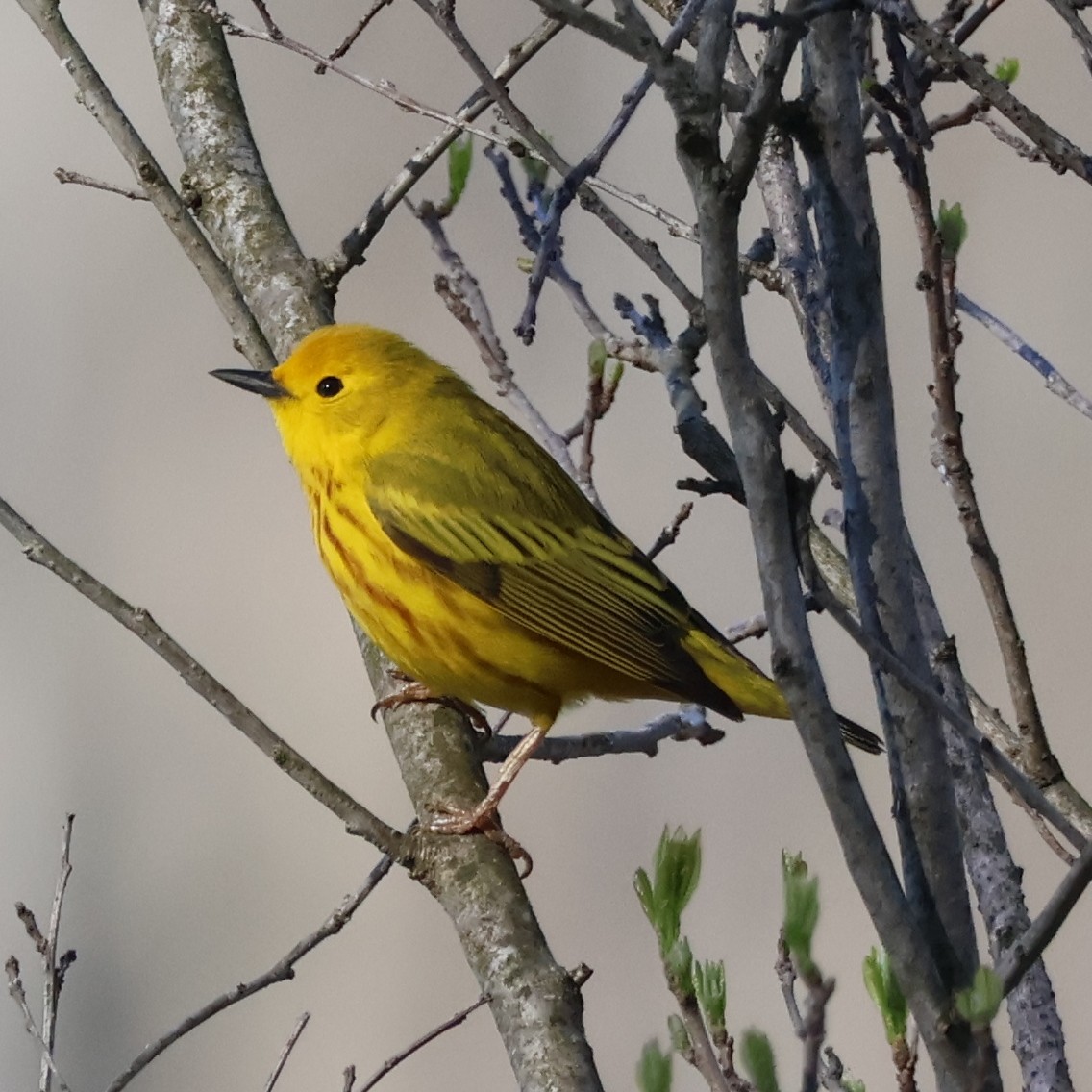 Yellow Warbler (Northern) - Nathan Stimson