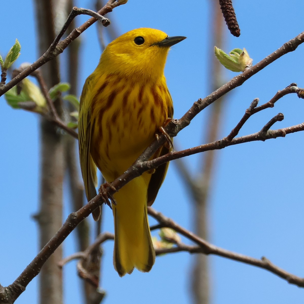 Yellow Warbler (Northern) - ML618296491