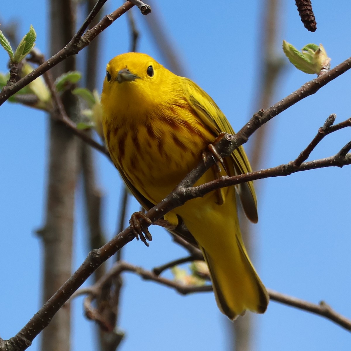 Yellow Warbler (Northern) - ML618296492