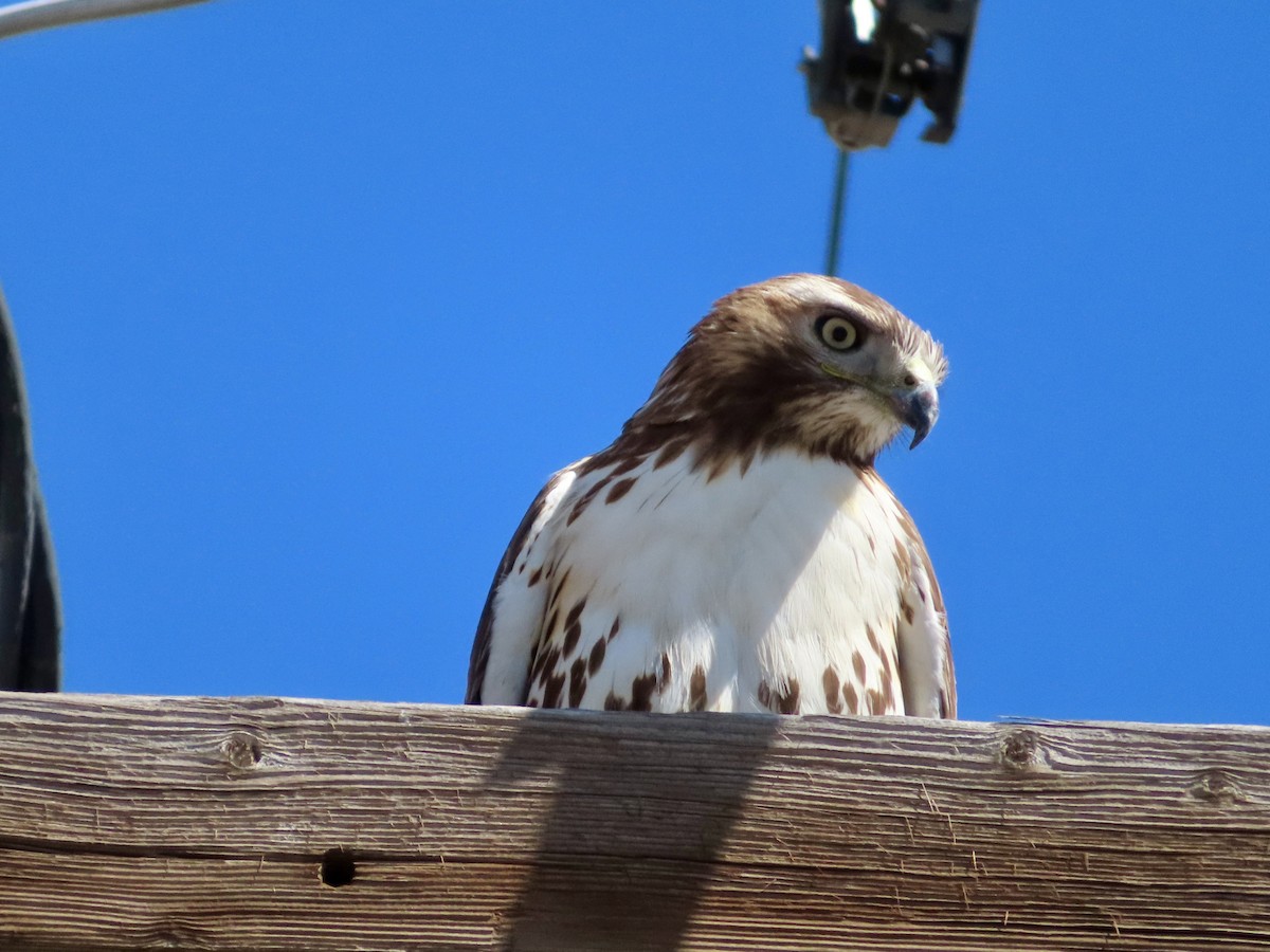 Red-tailed Hawk - ML618296520