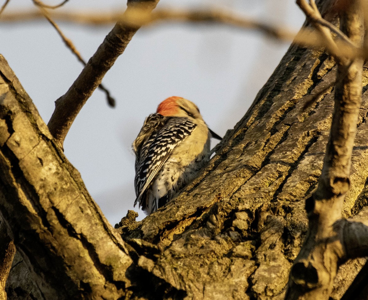 Red-bellied Woodpecker - ML618296565