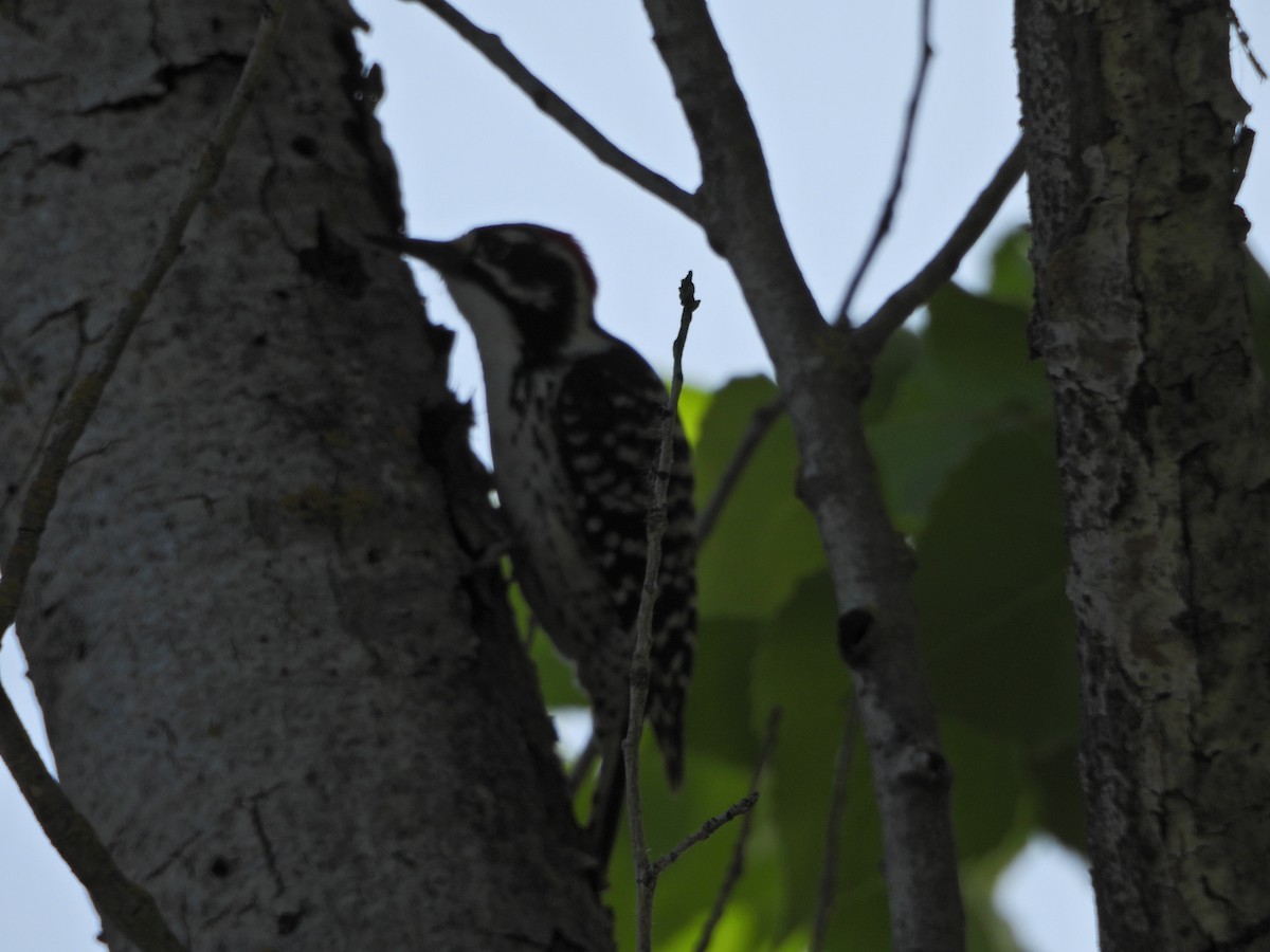 Nuttall's Woodpecker - Forest Chapman