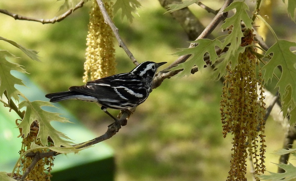 Black-and-white Warbler - Douglas Cioffi