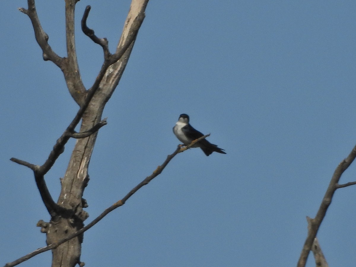 Tree Swallow - Forest Chapman