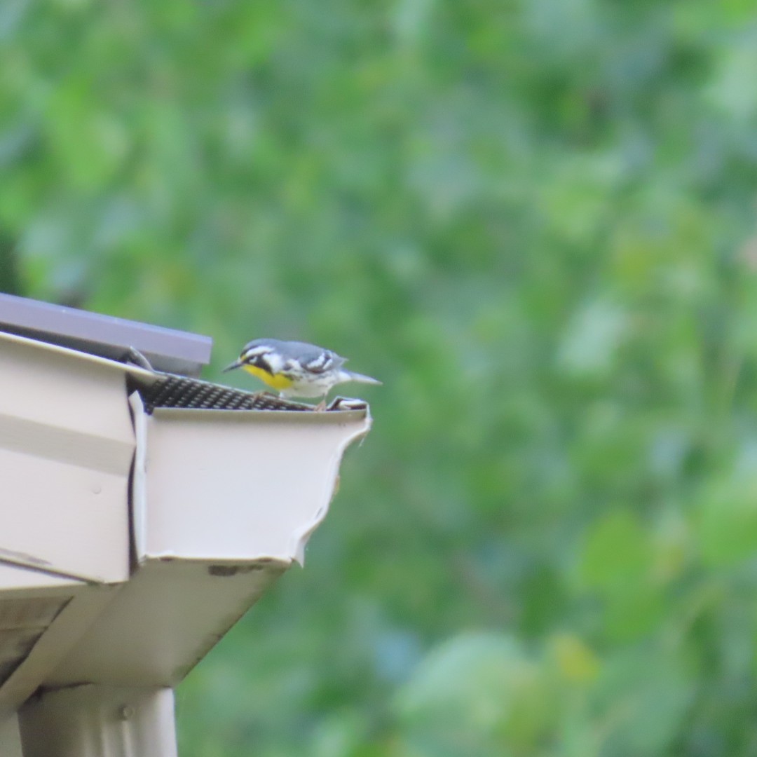 Yellow-throated Warbler - ML618296597
