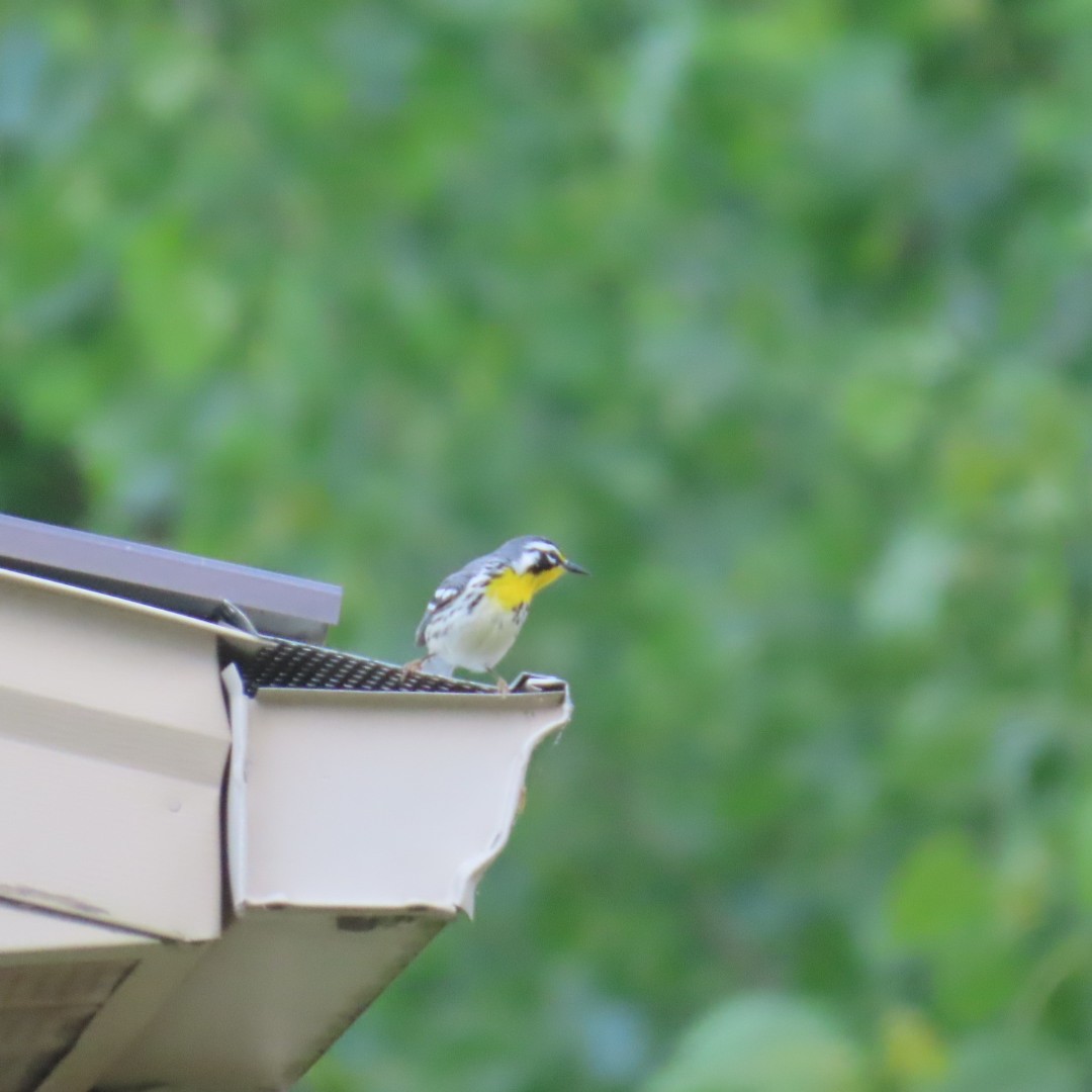 Yellow-throated Warbler - ML618296599