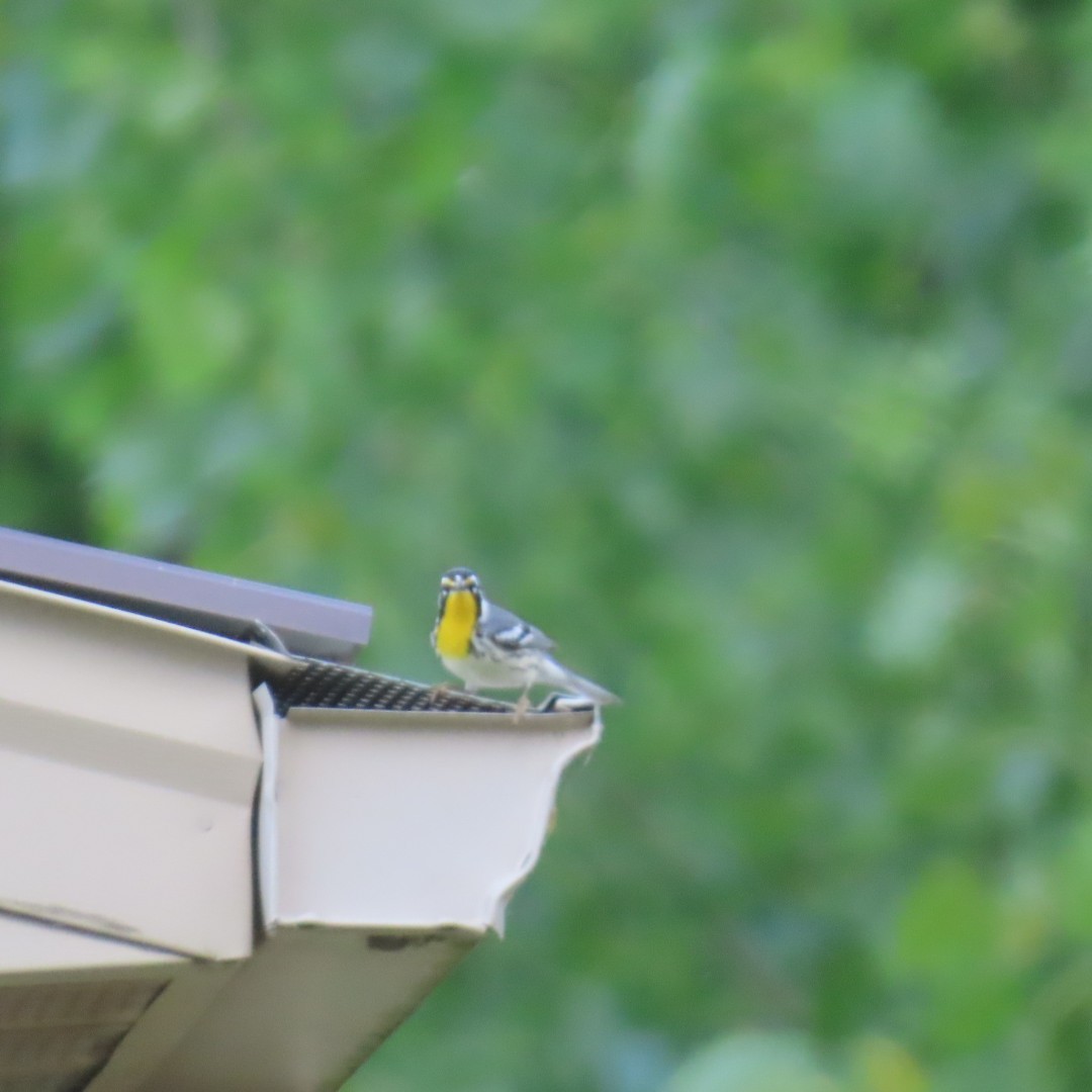 Yellow-throated Warbler - ML618296600