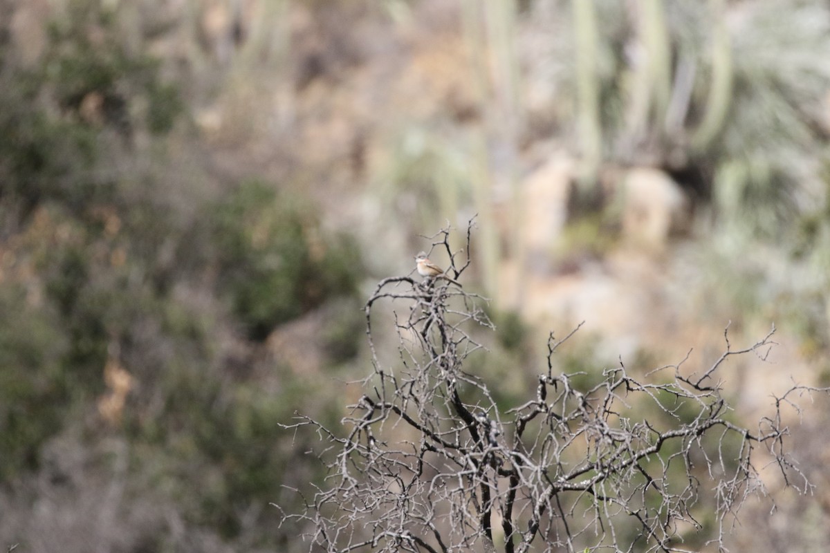 Rufous-collared Sparrow - ML618296630