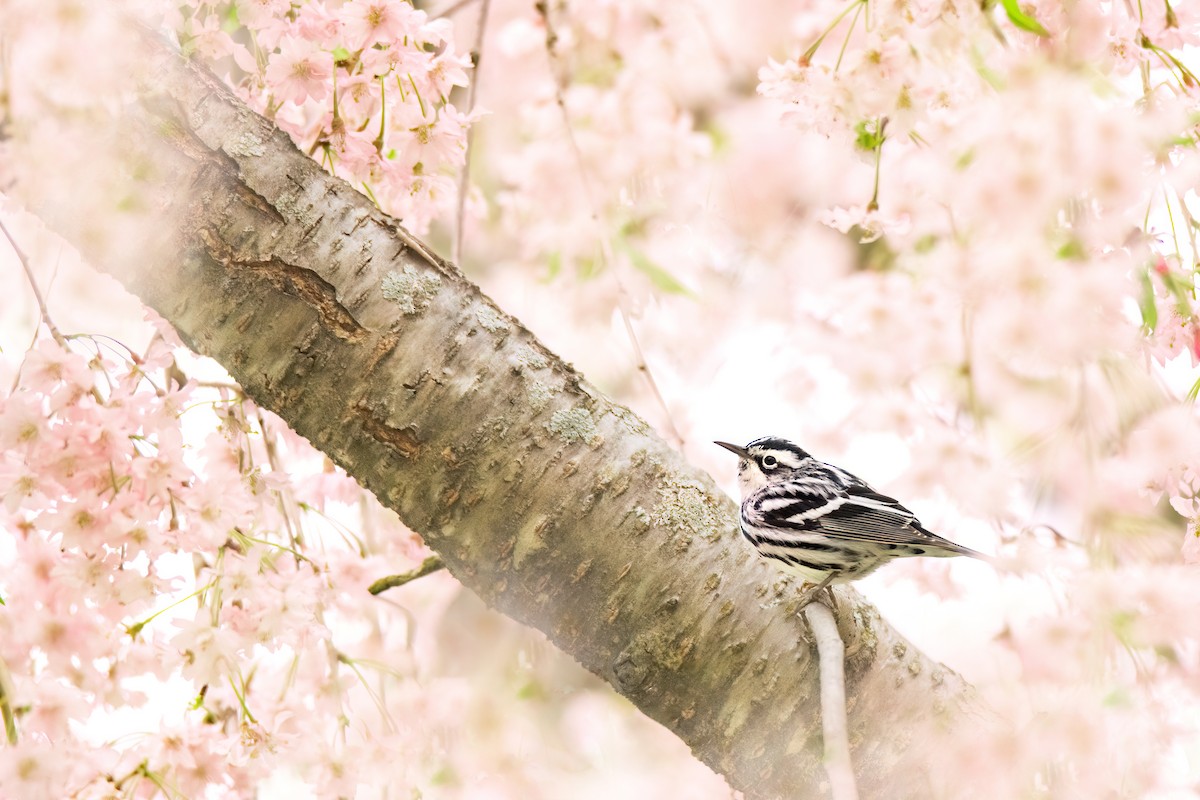 Black-and-white Warbler - ML618296648
