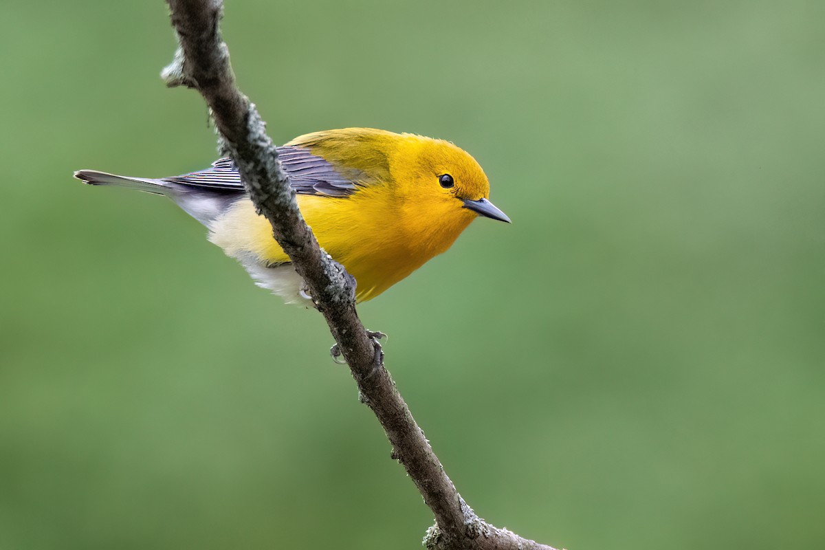 Prothonotary Warbler - ML618296650