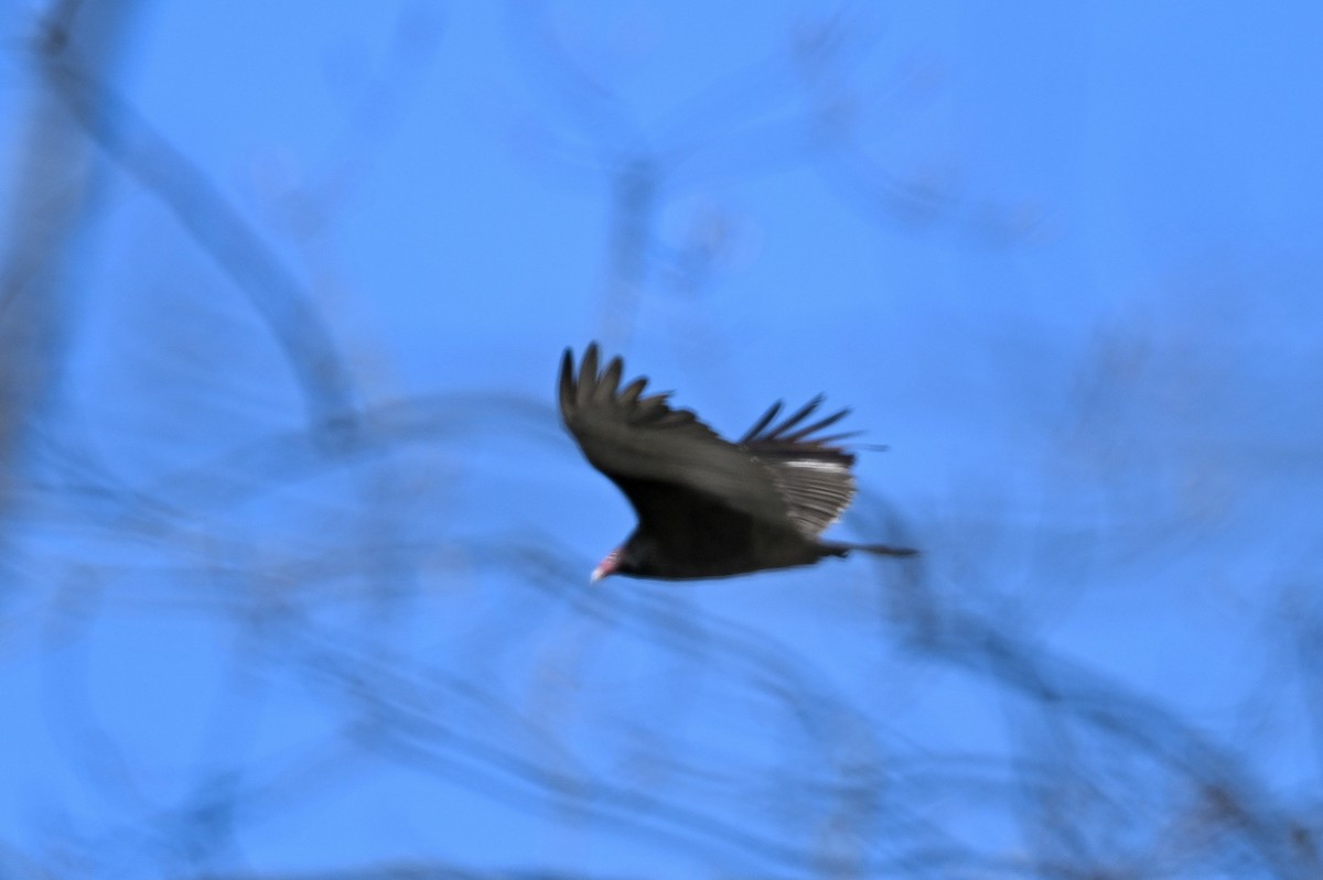 Turkey Vulture - Brian Henderson