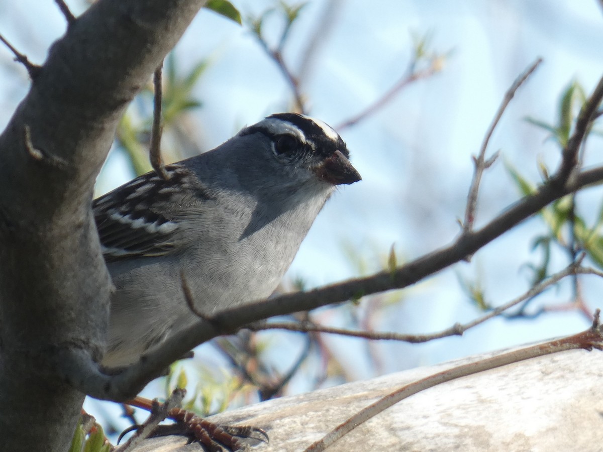 White-crowned Sparrow - ML618296664