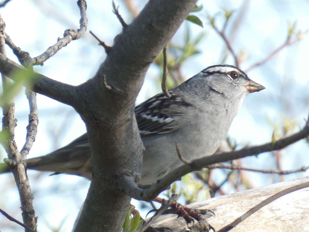 White-crowned Sparrow - ML618296665