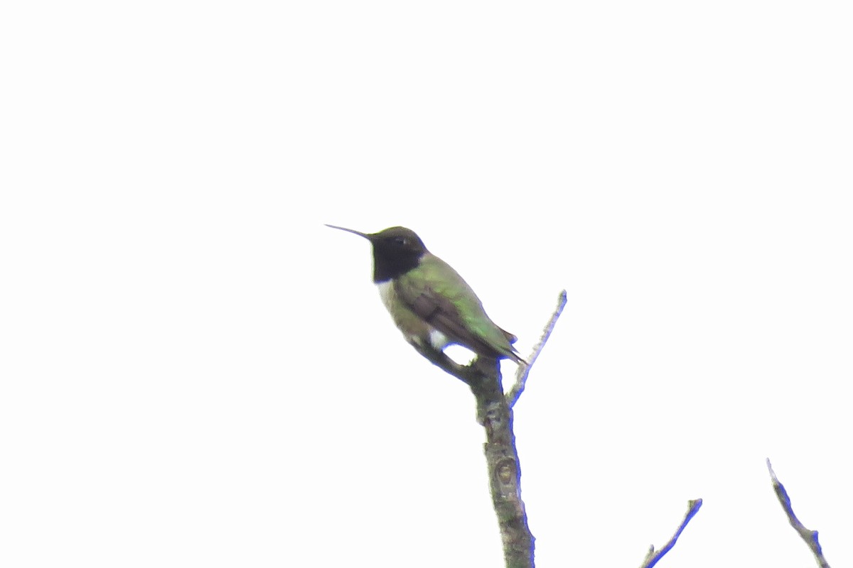 Black-chinned Hummingbird - ML618296667