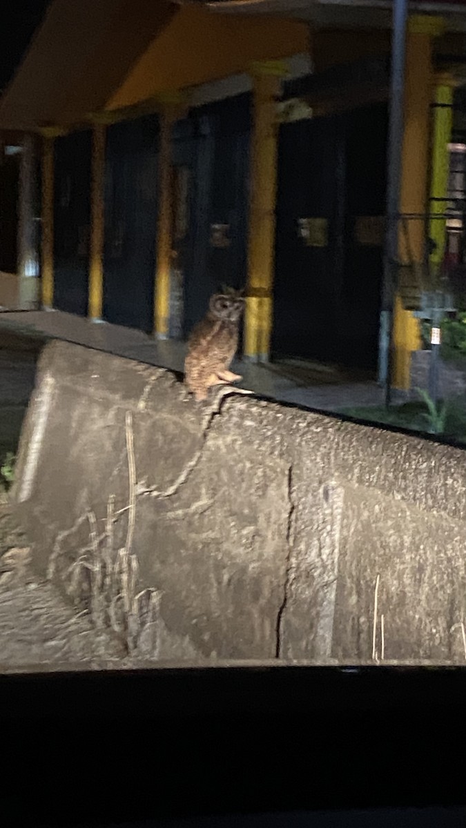 Striped Owl - ML618296699