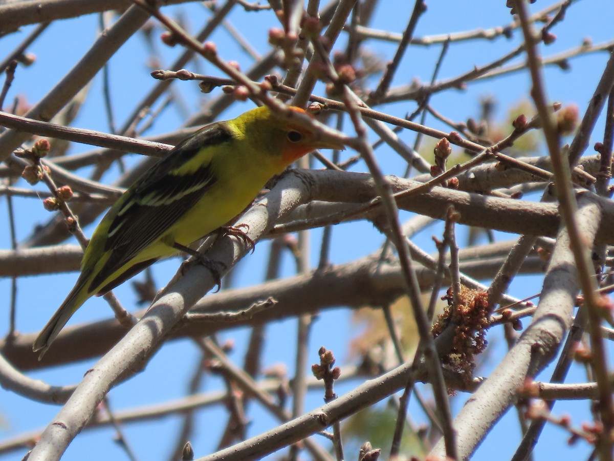 Western Tanager - ML618296726
