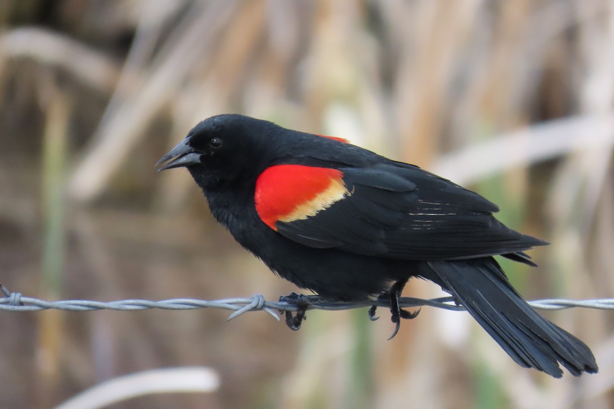 Red-winged Blackbird - Del Nelson