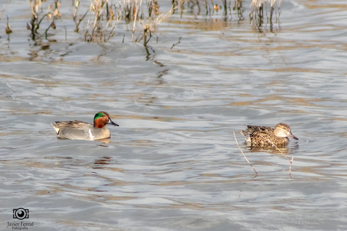 Green-winged Teal - ML618296729